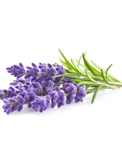 Fragrant Organic Purple Lavender