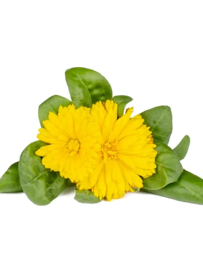 Organic Fresh Golden Calendula