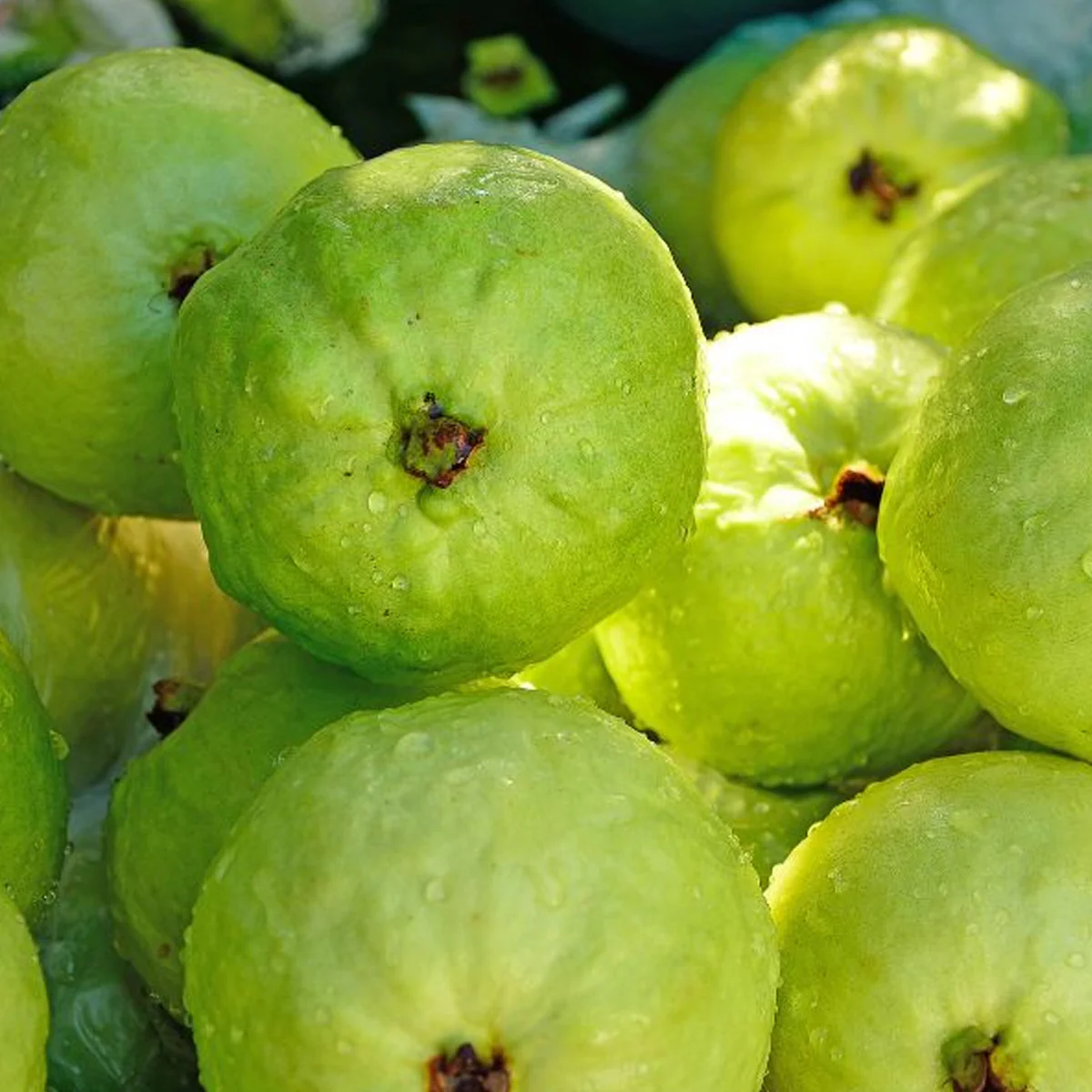 Pure Organic Juicy Guava Bliss - Image 2