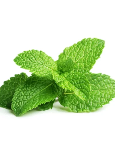 Fresh Tropical Organic Mint Herb