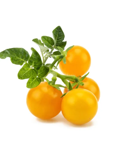 Organic Fresh Yellow Tomato Flavor