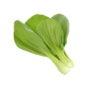 Healthy Organic Green Bok Choy